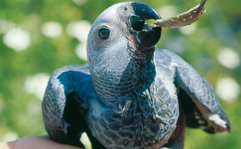Vogelpark Heiligenkirchen
